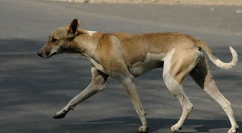«الكلب عض الخروف».. القبض على عامل شنق كلبًا انتقامًا في المنوفية