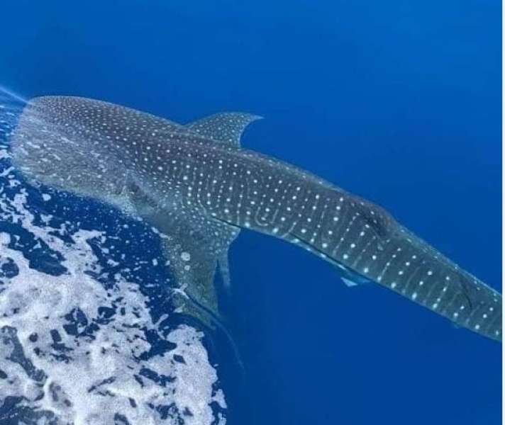ظهور «بهلول» في مرسى علم.. 10 معلومات عن قرش الحوت الضخم