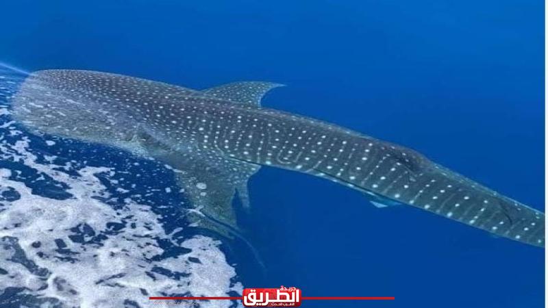 rhincodon-typus