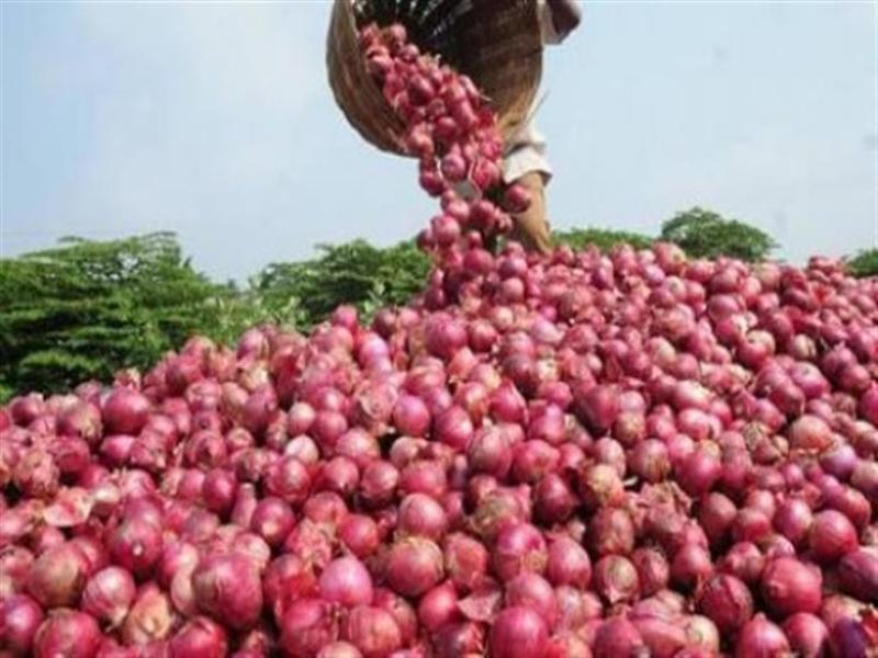 «التصديري للحاصلات الزراعية» يكشف أسباب ارتفاع أسعار البصل في الأسواق