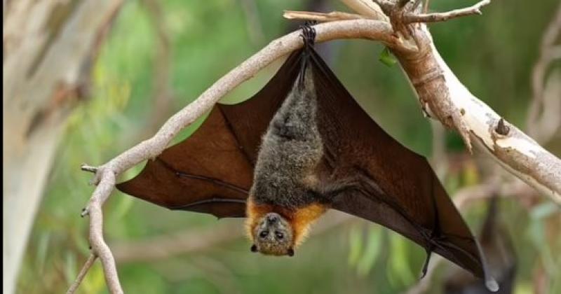 دراسة: الخفافيش أمل جديد في علاج السرطان