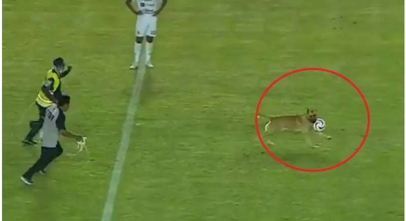 لحظة دخول كلب أثناء مباراة بالدوري المكسيكي يثير الدهشة.. فيديو