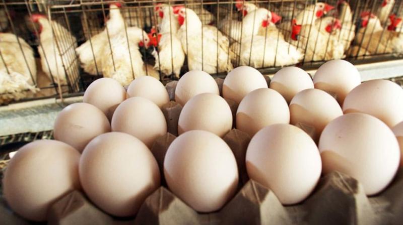 شعبة الدواجن تفجر مفاجأة جديدة بشأن أسعار البيض والفراخ