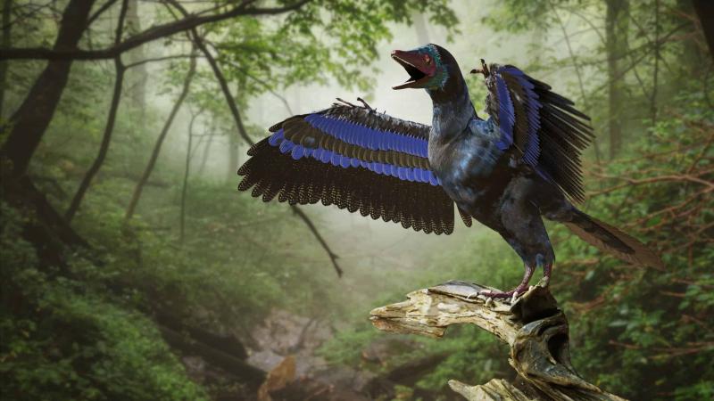 الأركيوبتركس: الحلقة المفقودة بين الديناصورات والطيور