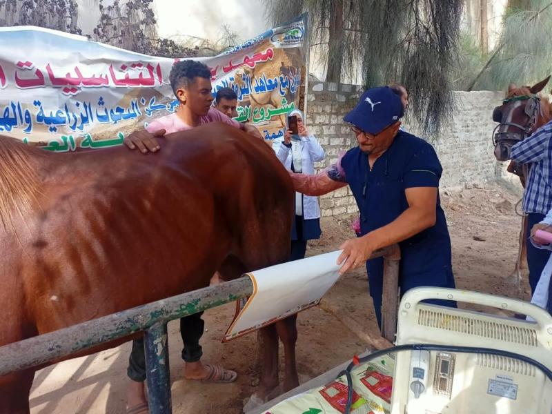 الزراعة: علاج وفحص أكثر من 5100 رأس ماشية مجاناً لصغار المربين بكفر الشيخ