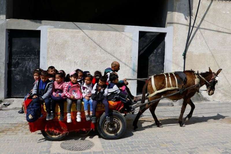 الحمار بألف دولار في غزة.. أزمة حمير في القطاع بسب قيود الاحتلال الاقتصادية
