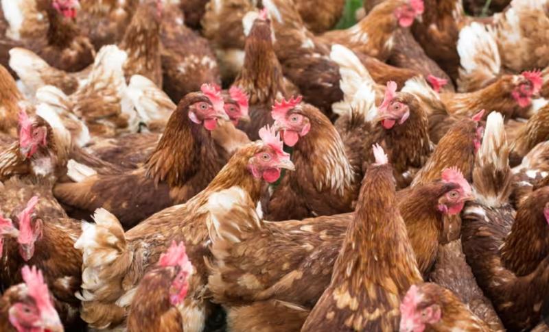 كل ما تحتاج معرفته عن نوع الدجاج الأول في العالم المقاوم لأنفلونزا الطيور