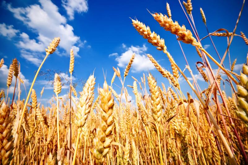  موسم زراعة القمح في مصر