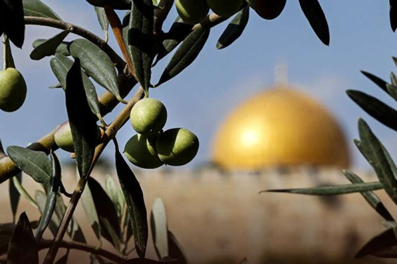 ماذا يعني تراث شجرة الزيتون بفلسطين.. رمز ”المقاومة والصمود”