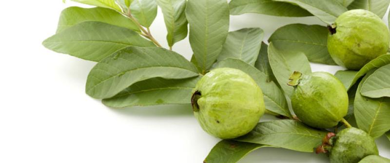 تعرف على.. فوائد أوراق الجوافة على الصحة