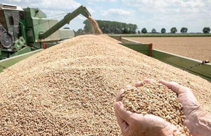 30 % زيادة في واردات مصر من القمح خلال 2023