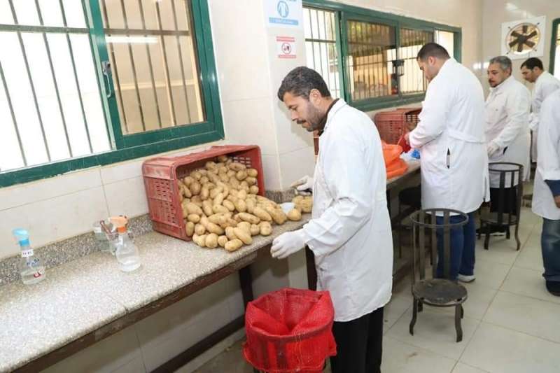  مكافحة وحصر العفن البني في البطاطس 