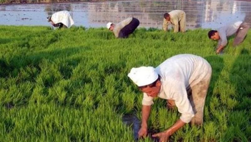 مصر تستهدف خفض استهلاك المياه في زراعة الأرز بنسبة 20% لعام 2024