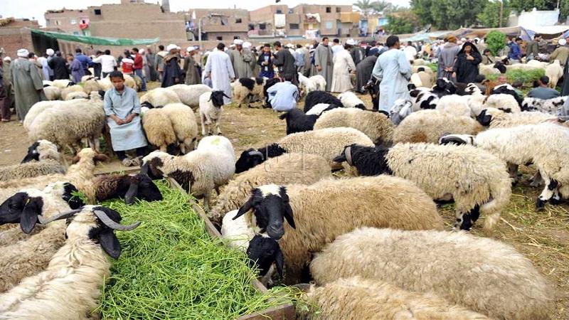 بأسعار تنافسية.. «تربية الماشية» يدشن 5 منافذ لبيع اللحوم ببورسعيد