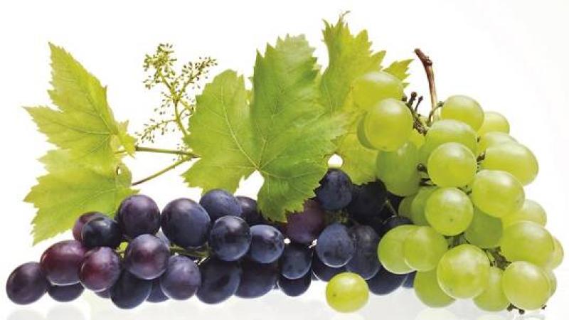 دراسة: ثمار العنب تطيل عمر الإنسان خمس سنوات