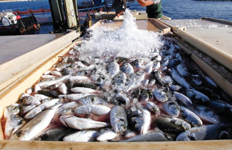 بحوث الثروة السمكية ينظم ندوة إرشادية في الفيوم