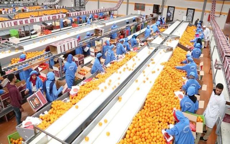صادرات مصر الزراعية تسجل 1.5 مليار دولار الربع الأول 2024