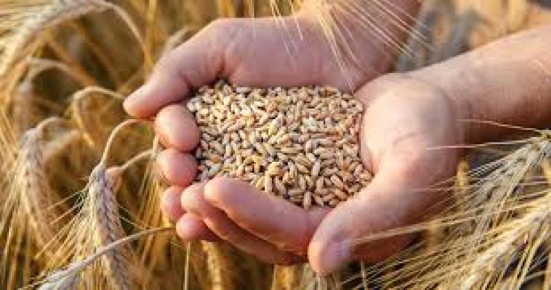 تراجع فاتورة استيراد القمح بنسبة 41.8% خلال يناير 2024
