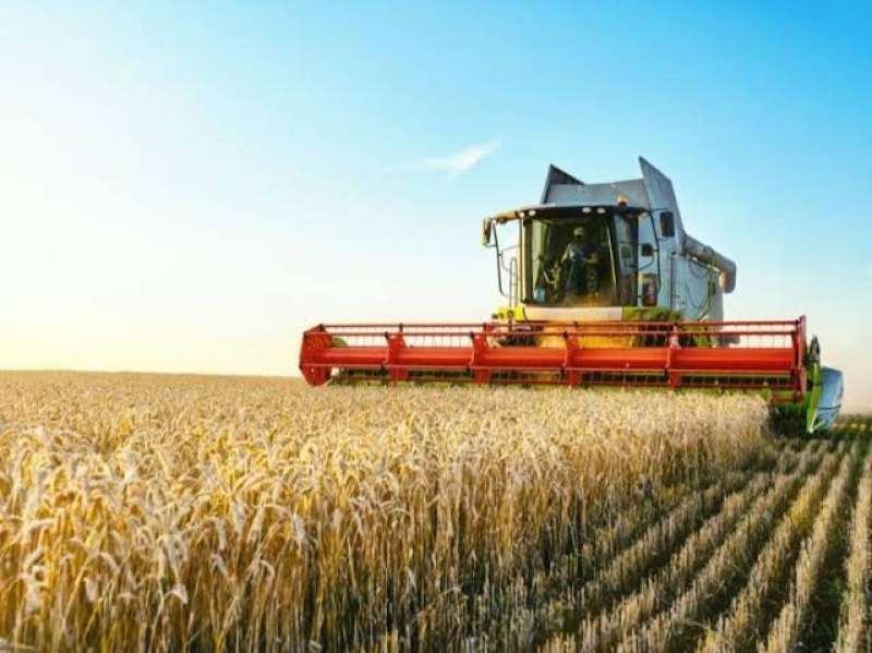 «الزراعة» تعلن بدء موسم حصاد وتوريد القمح