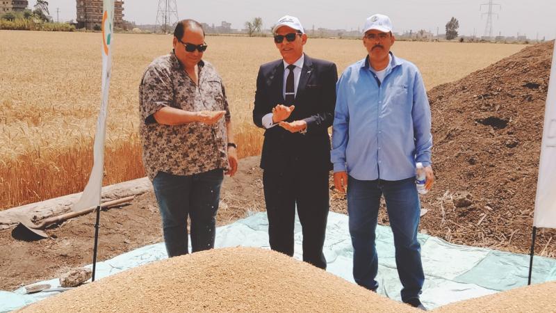 ضمن مبادرة ازرع.. تنفيذ يوم لحصاد القمح بمركز دمنهور