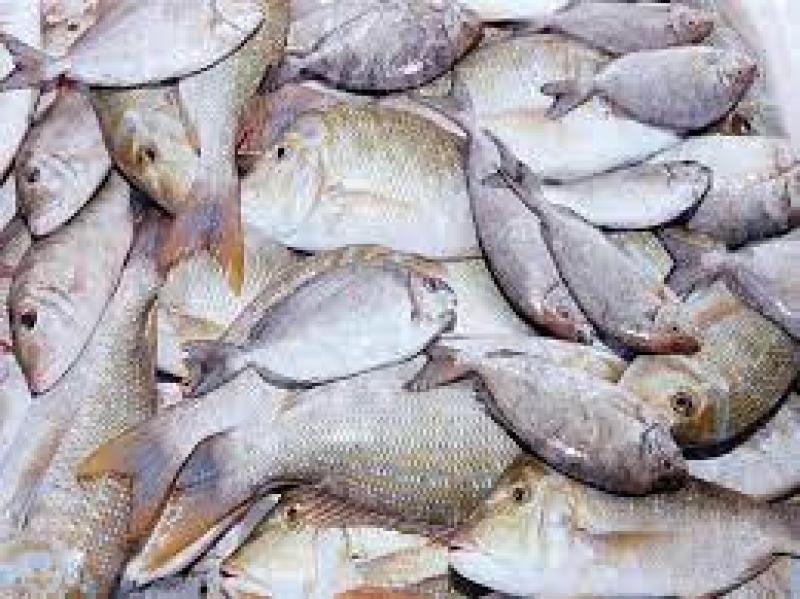 بورسعيد التجارية: أسعار الأسماك انخفضت من 50 إلى 70% بعد المقاطعة