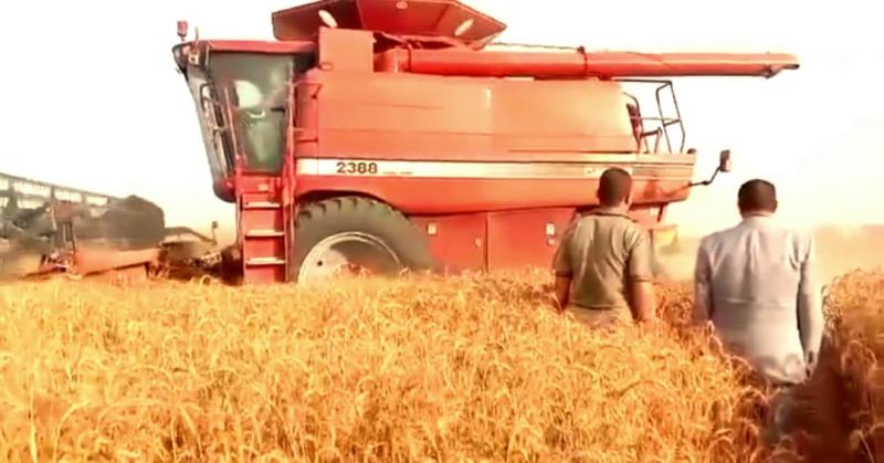 رئيس مركز الفرافرة يفتتح موسم حصاد القمح بمزارع أبو منقار