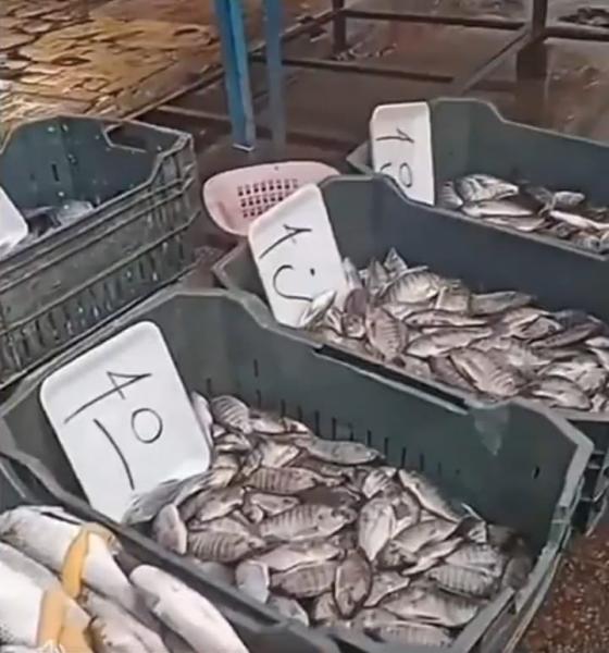 14 محافظة تقاطع شراء الأسماك لخفض أسعارها