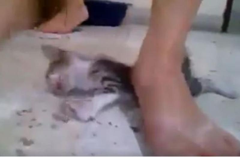 «الفيديو كشفه».. ضبط شخص تعدى على قطة
