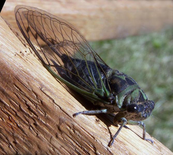 حشرات الزومبي تجتاح أمريكا.. حقيقة أم مبالغة؟