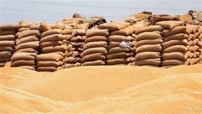 «التموين»: استمرار استلام القمح المحلى من المزارعين حتى نهاية الموسم