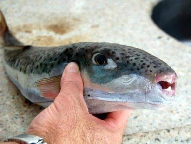 محافظة القليوبية تحذر من مخاطر تناول سمك الأرنب ”القراض - النفخية”