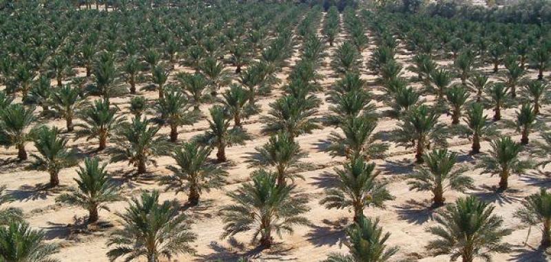 النائب حسن خليل: إزالة زراعات النخيل في الأقصر تهدد جهود استصلاح الصحراء