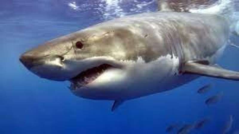 هجمات متتالية من قبل أسماك القرش على سواحل فلوريدا