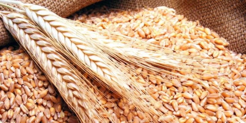 واردات مصر من القمح ترتفع 28.3% خلال النصف الأول 2024