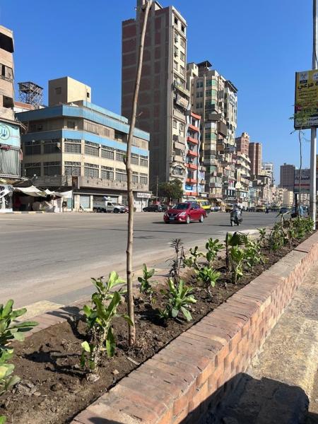 زراعة الشجر في شوارع الغربية 