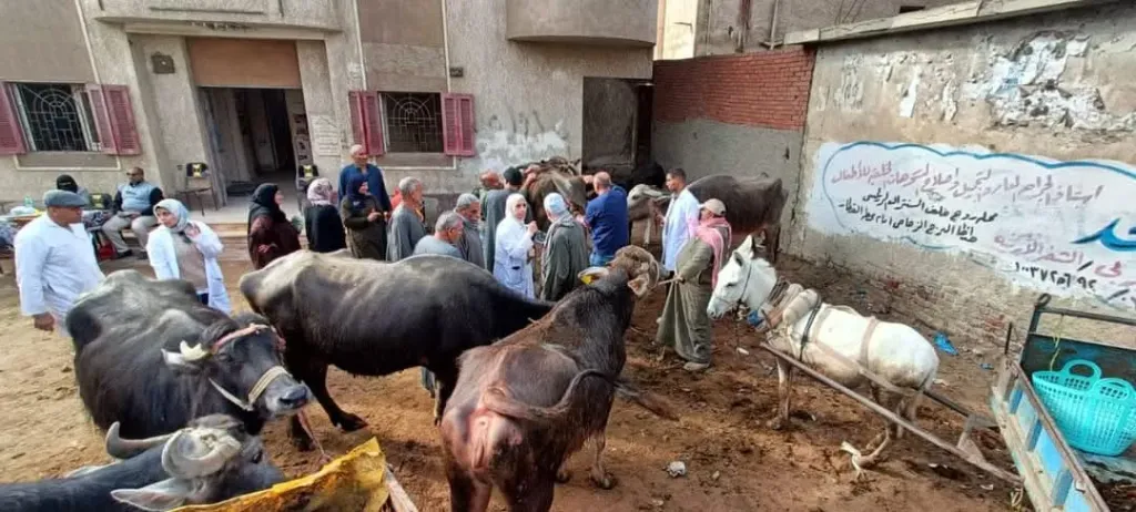 بيطري الغربية: تحصين 167 ألف رأس ماشية ضد مرض الجلدي العقدي وجدري الأغنام