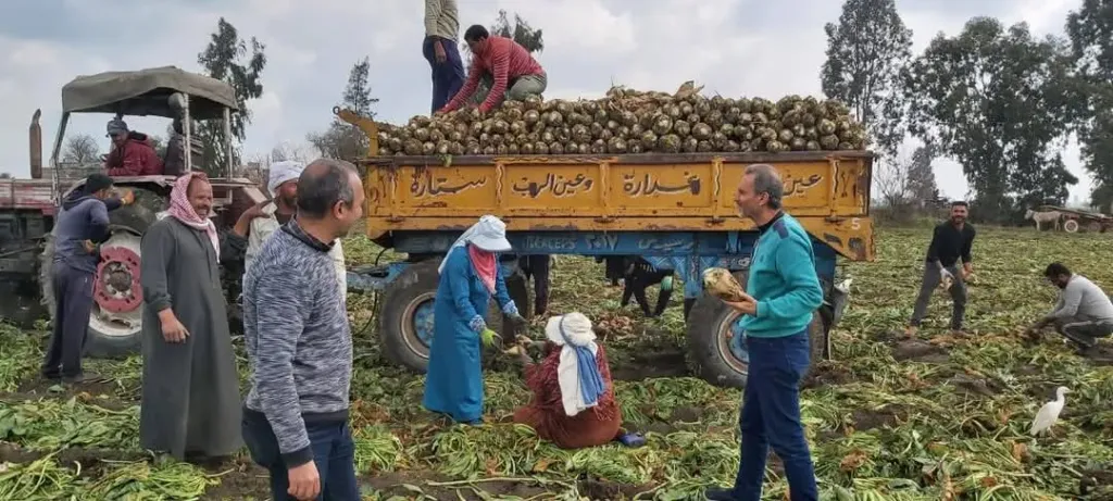 بدء حصاد محصول بنجر السكر بالغربية