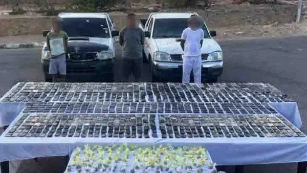 حشيش وهيدرو.. إحباط ترويج مخدرات بـ3 ملايين جنيه في جنوب سيناء
