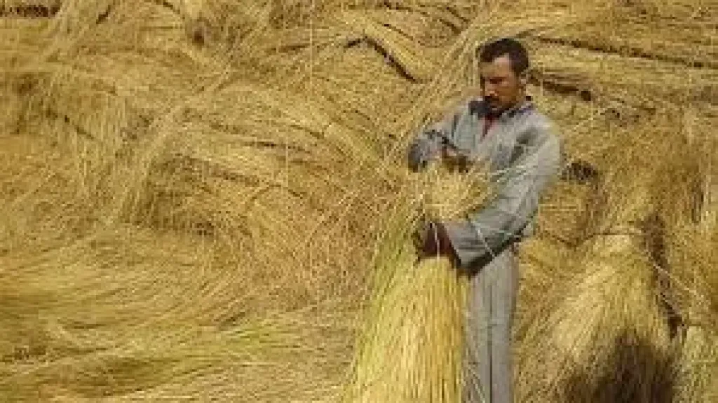 أحمد الجيزاوي يكتب.. أغيثوا صناعة الكتان