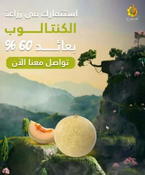 ماذا قالوا عن أفرولاند.. فيسبوك يجيب: ”لا يوجد ضمانات.. خلي فلوسك في إيدك أضمن”