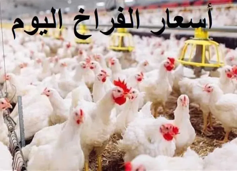 أرشيفية
