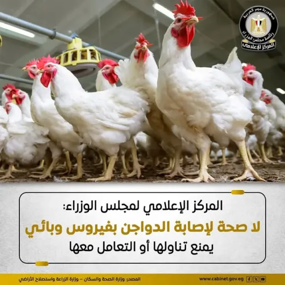 الوزراء: أوضاع مزارع الدواجن مستقرة