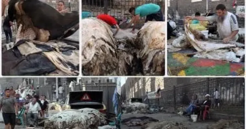 موسم جلود الأضاحي في مصر يُنعش الأسواق.. استثمار غامض