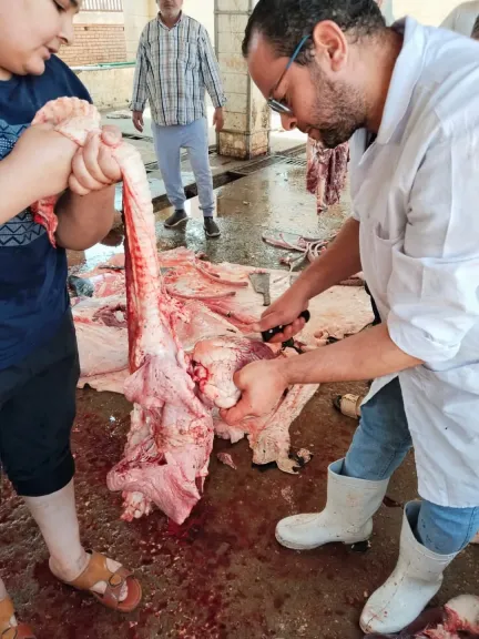 الجيزة تضرب بيد من حديد وتحرر محاضر لمخالفات الذبح في الطرق وتوقيع غرامات رادعة