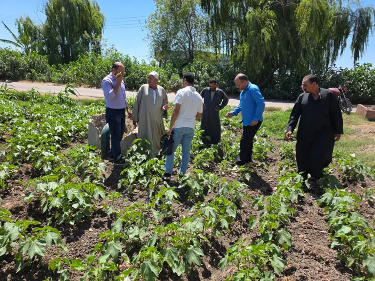 ندوات إرشادية لمزارعى القطن بالبحيرة