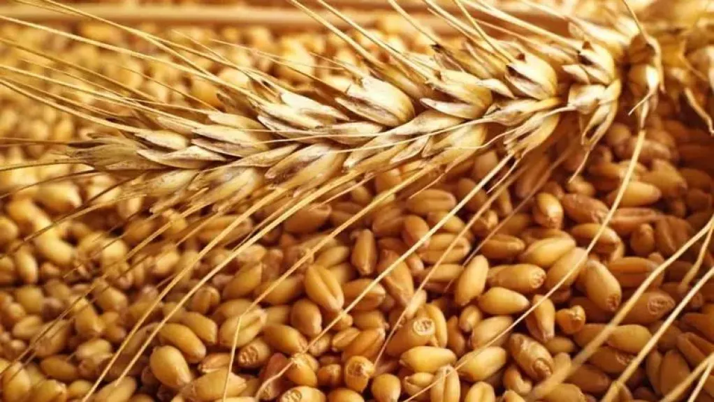 محصول القمح 