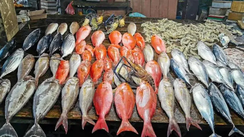 اسعار السمك اليوم