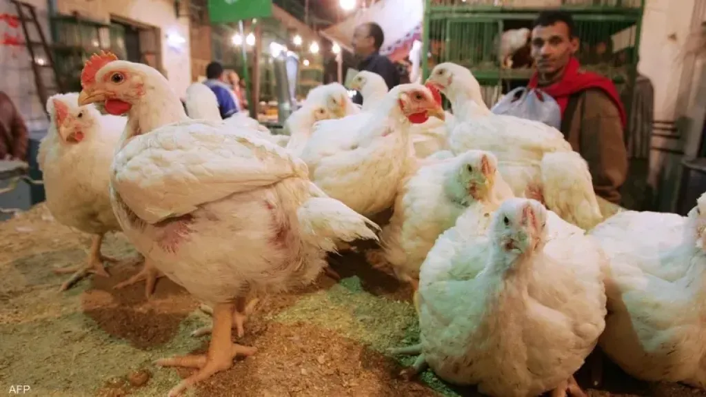 تباين في أسعار الفراخ اليوم.. انخفاض الفراخ البيضاء وارتفاع الفراخ البلدي |  الاقتصاد | الطريق