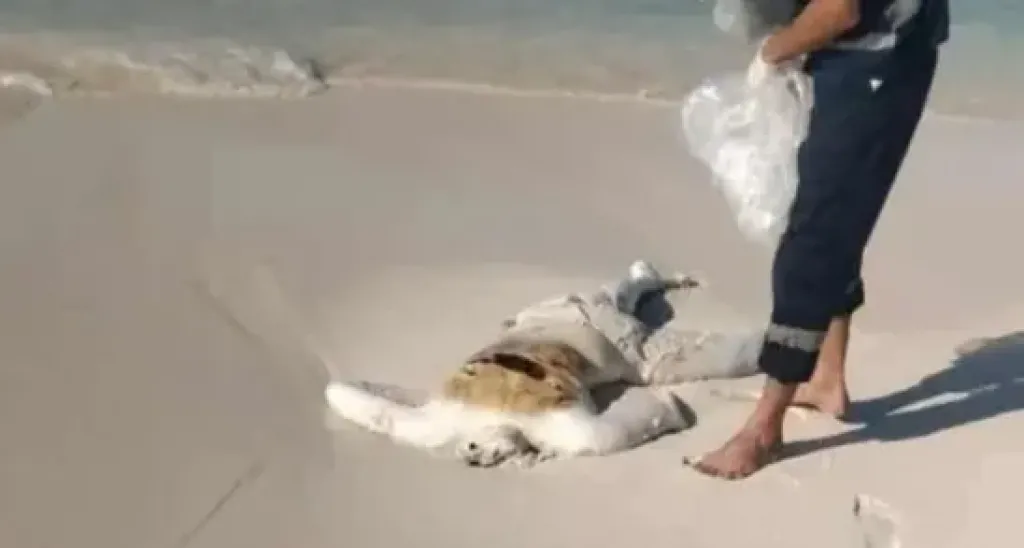 جثة مجهولة بلا رأس 