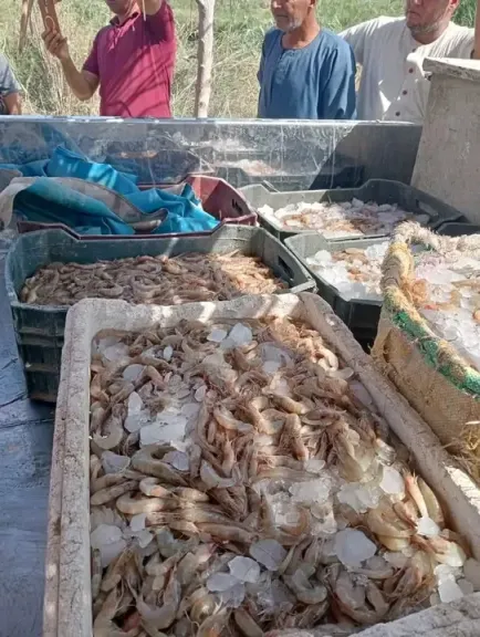 بحيرة قارون بالفيوم 